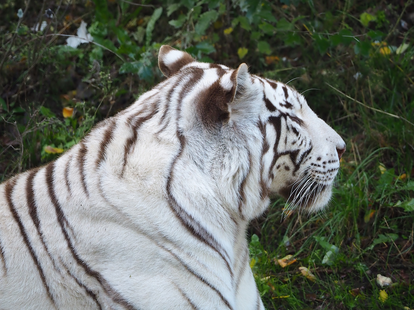 White tiger (Panthera tigris), 2022-10-09