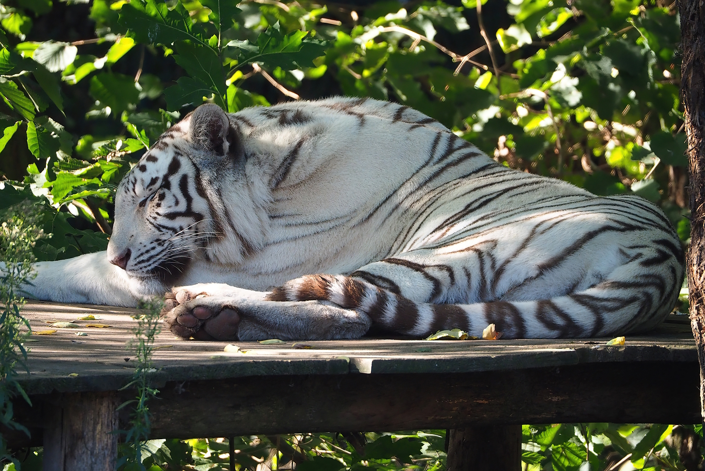 White tiger (Panthera tigris), 2022-10-09