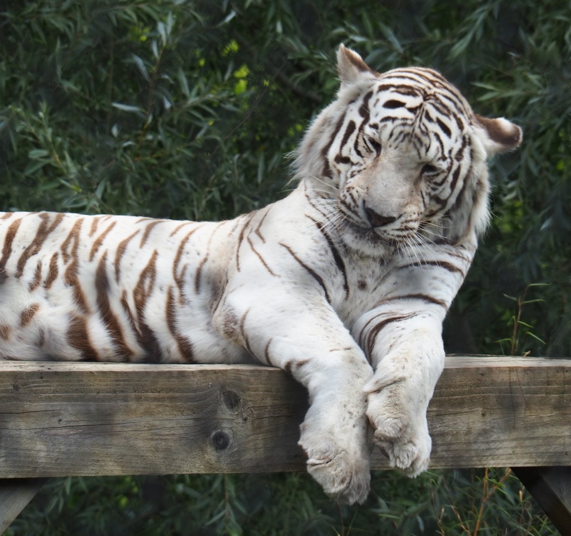 White tiger (Panthera tigris), Aug 28th, 2018