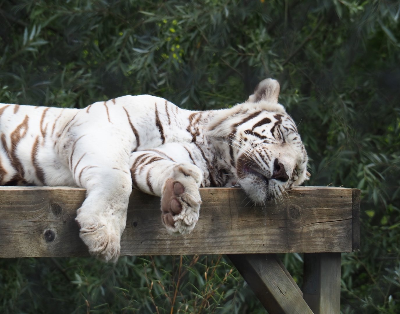 White tiger (Panthera tigris), Aug 28th, 2018