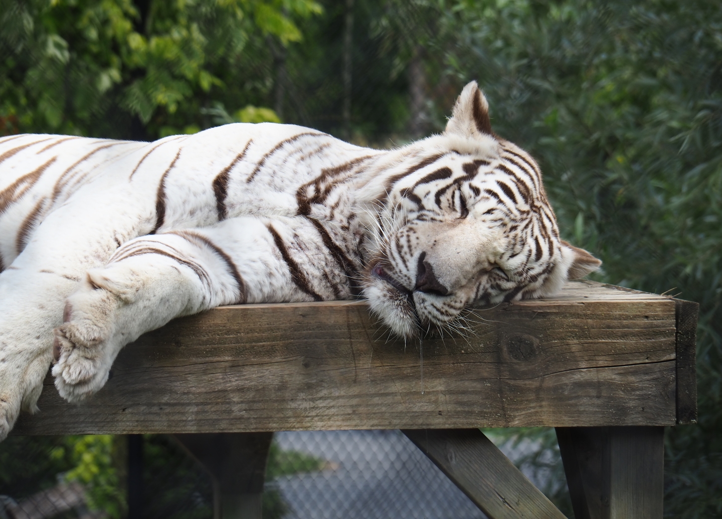 White tiger (Panthera tigris), Aug 28th, 2018