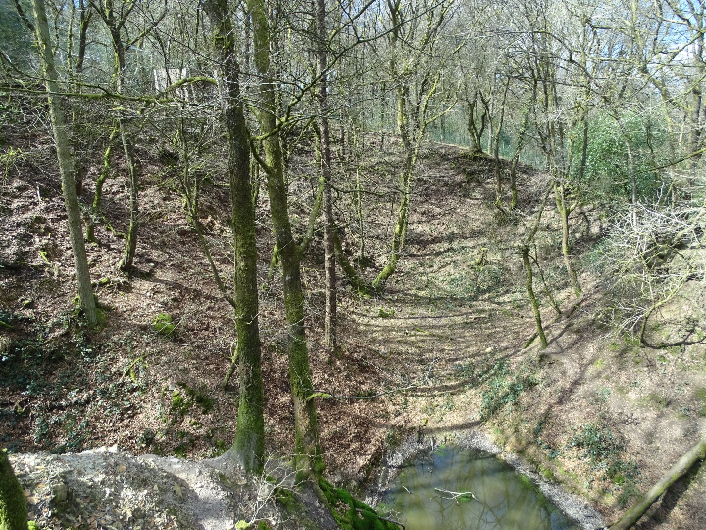 White tiger (Panthera tigris) exhibit