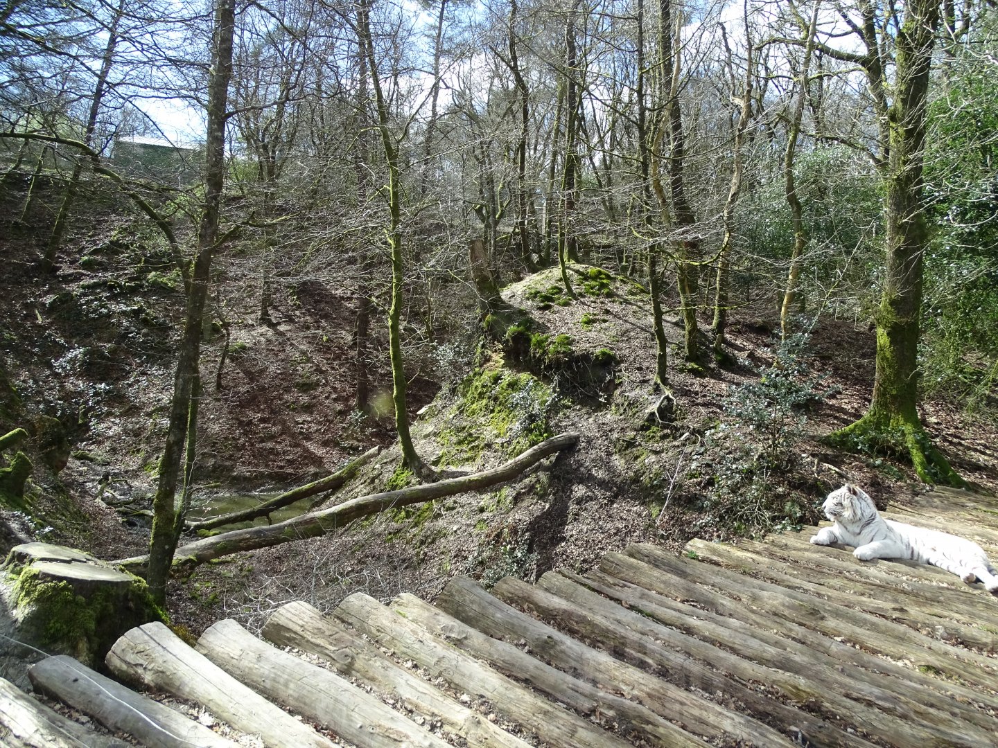 White tiger (Panthera tigris) exhibit