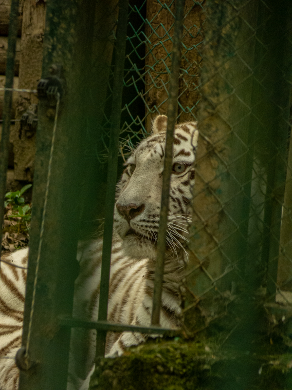 White tiger (Panthera tigris) - female