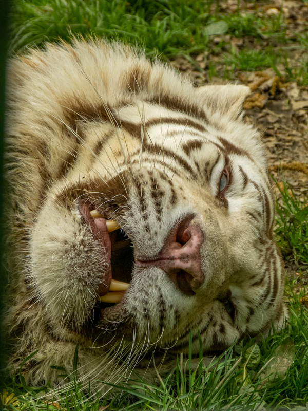 White tiger (Panthera tigris) - male