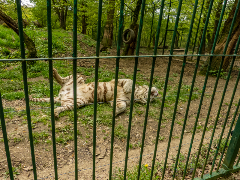 White tiger (Panthera tigris) - male