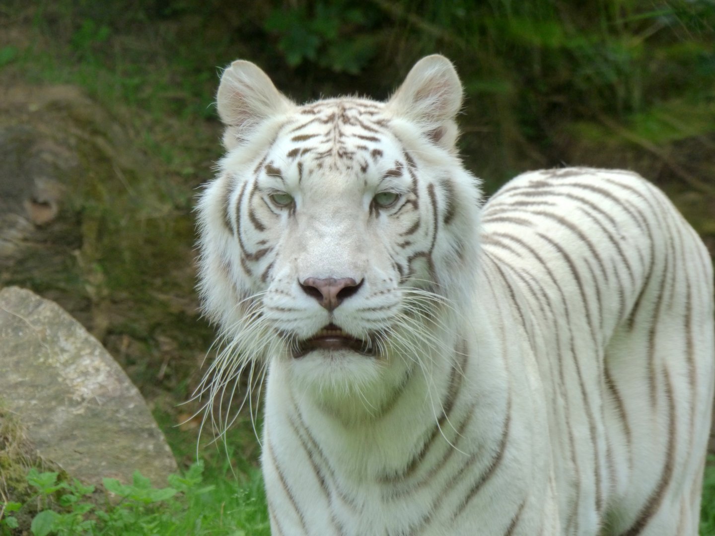 White tiger (Panthera tigris sp. - leucistic)