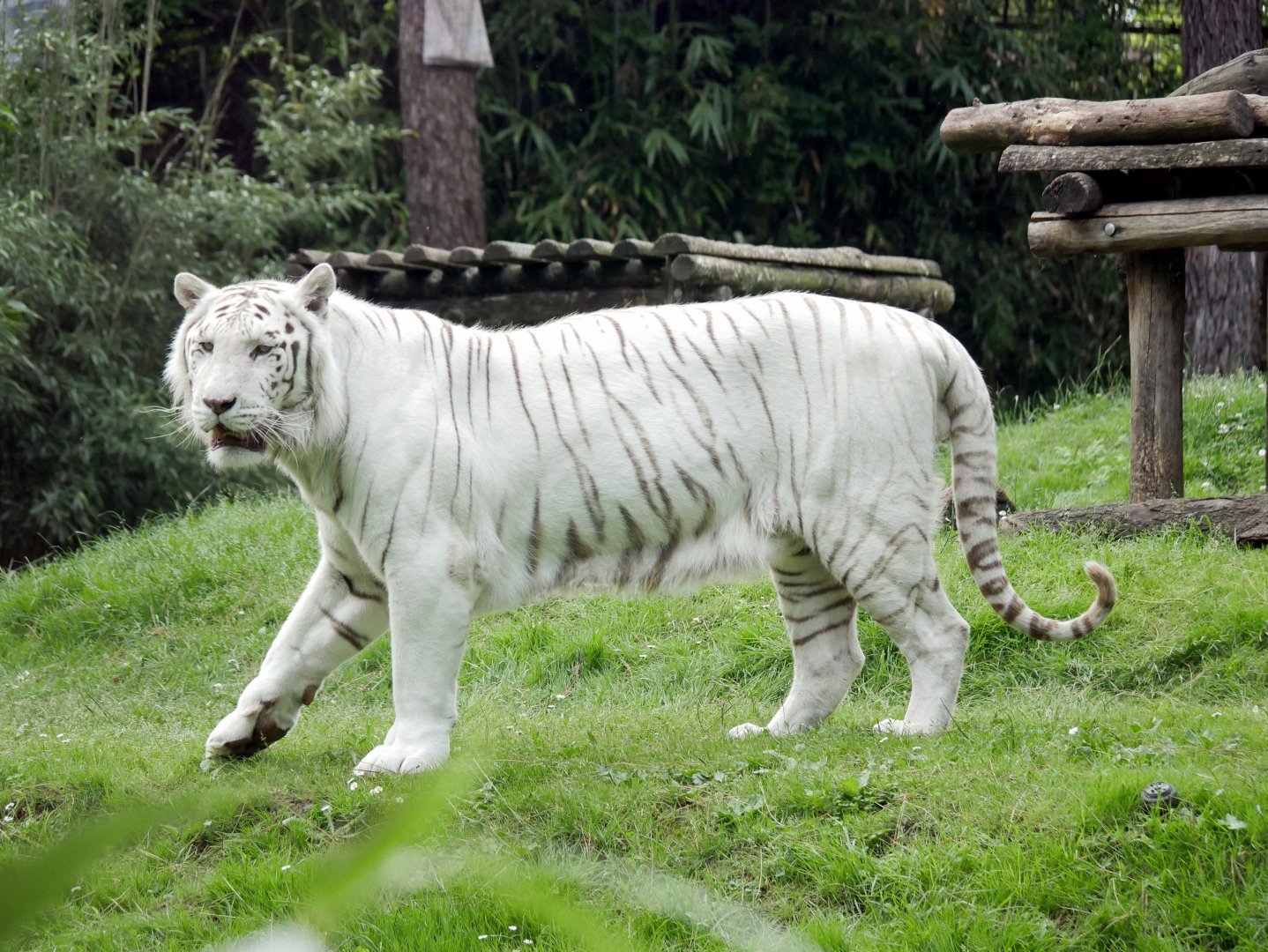 White tiger (Panthera tigris sp. - leucistic)