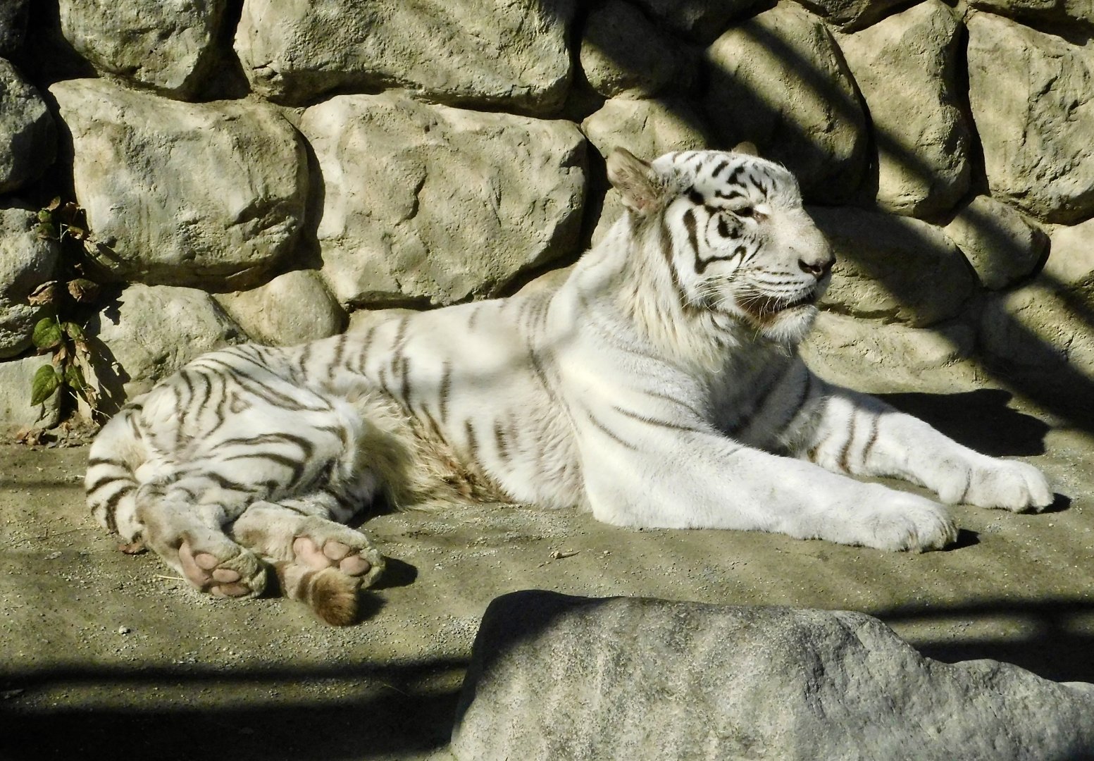 White Tiger (Panthera tigris tigris var)  - Tobu Zoo November 15, 2025