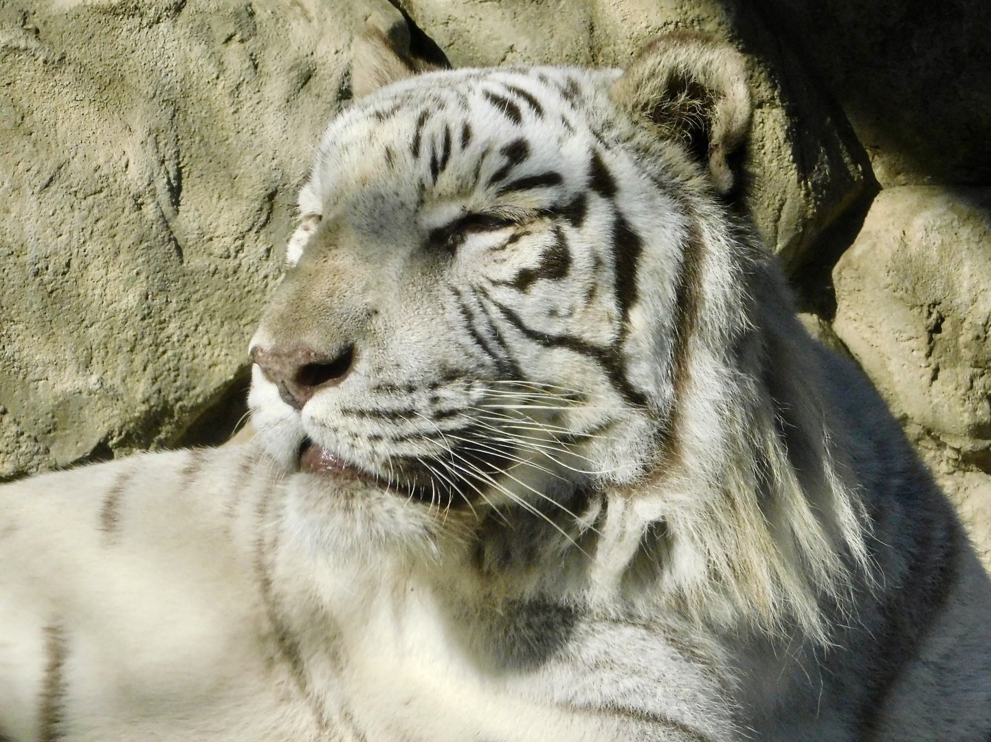 White Tiger (Panthera tigris tigris var)  - Tobu Zoo November 15, 2025