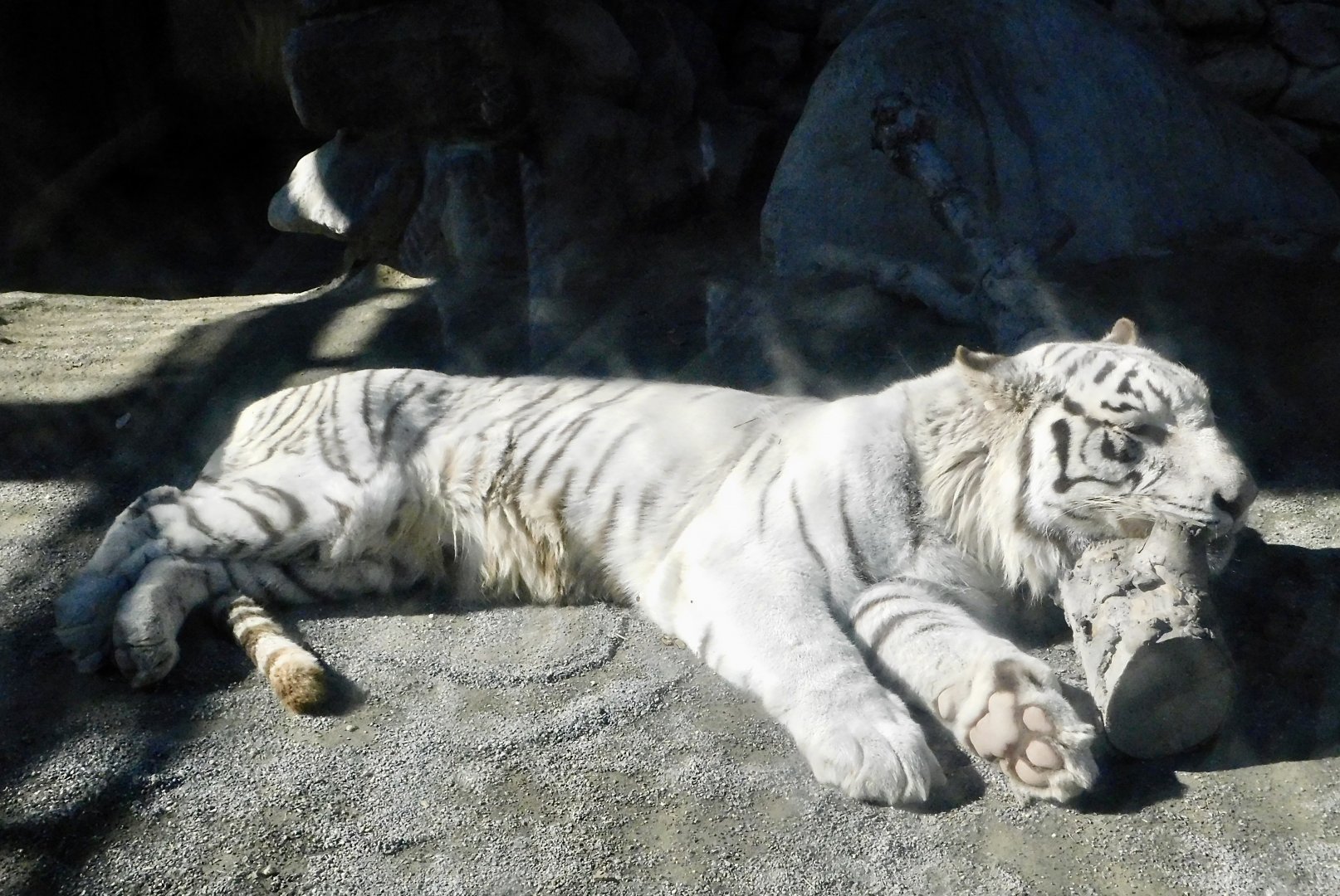 White Tiger (Panthera tigris tigris var)  - Tobu Zoo November 15, 2025