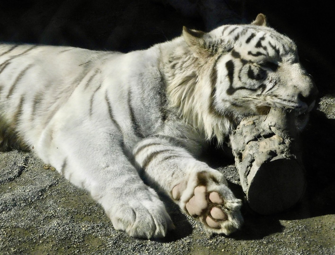 White Tiger (Panthera tigris tigris var)  - Tobu Zoo November 15, 2025