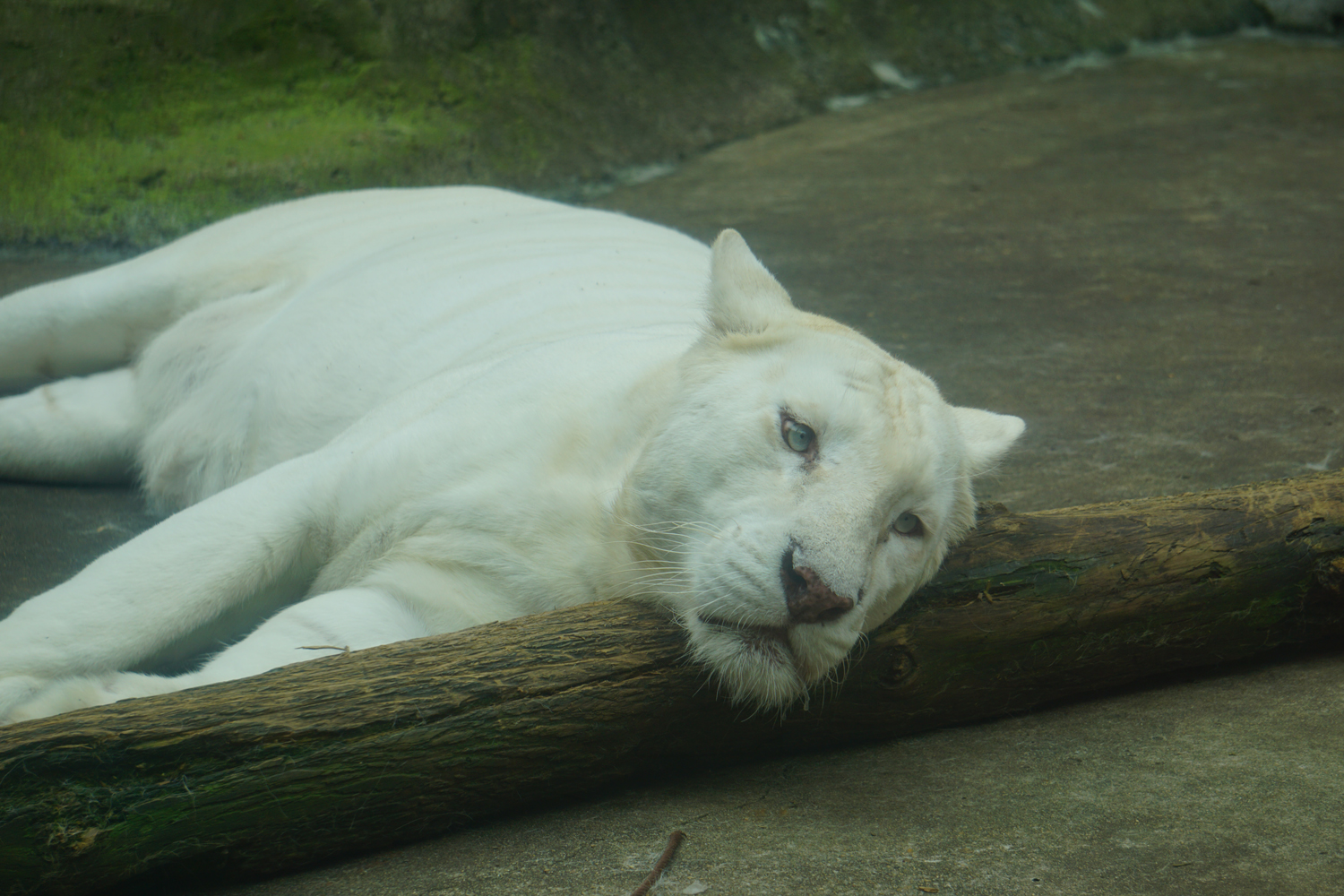 White tiger (Panthera tigris tigris)