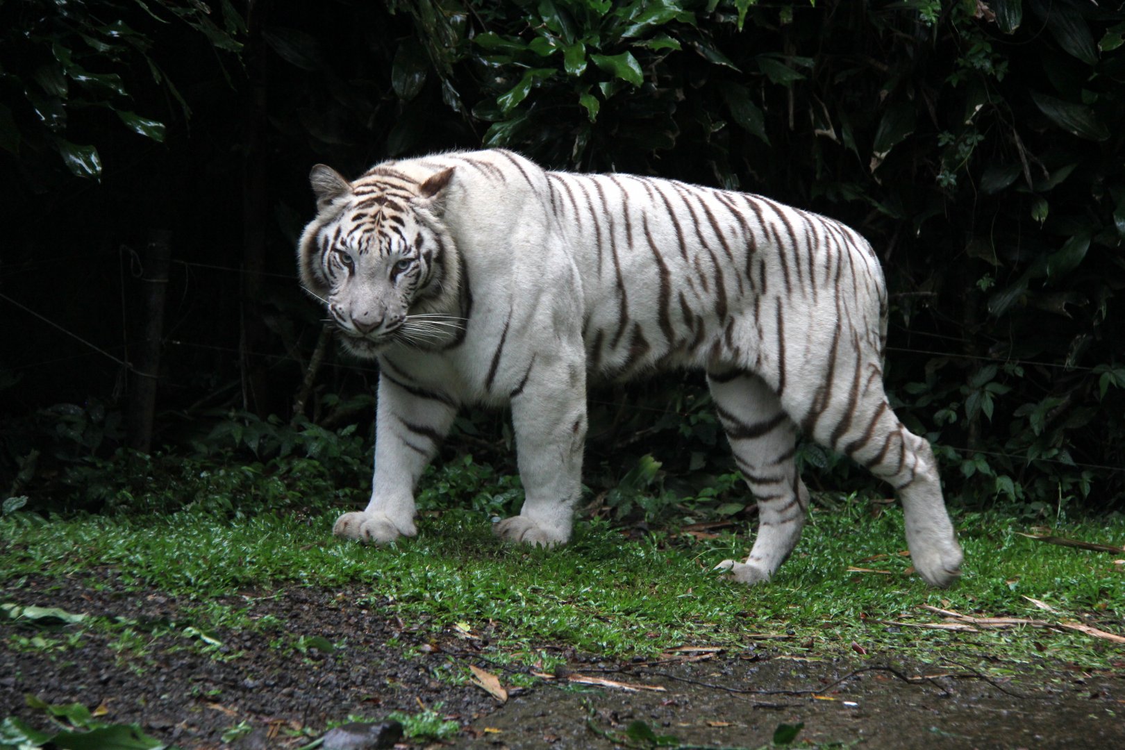 White Tiger (Panthera tigris tigris)