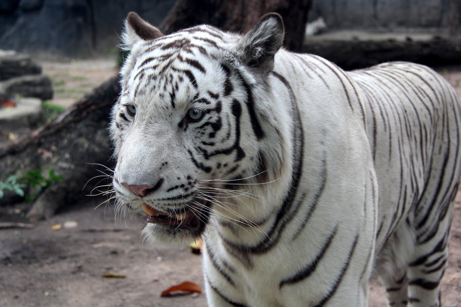 white tiger (Panthera tigris tigris)