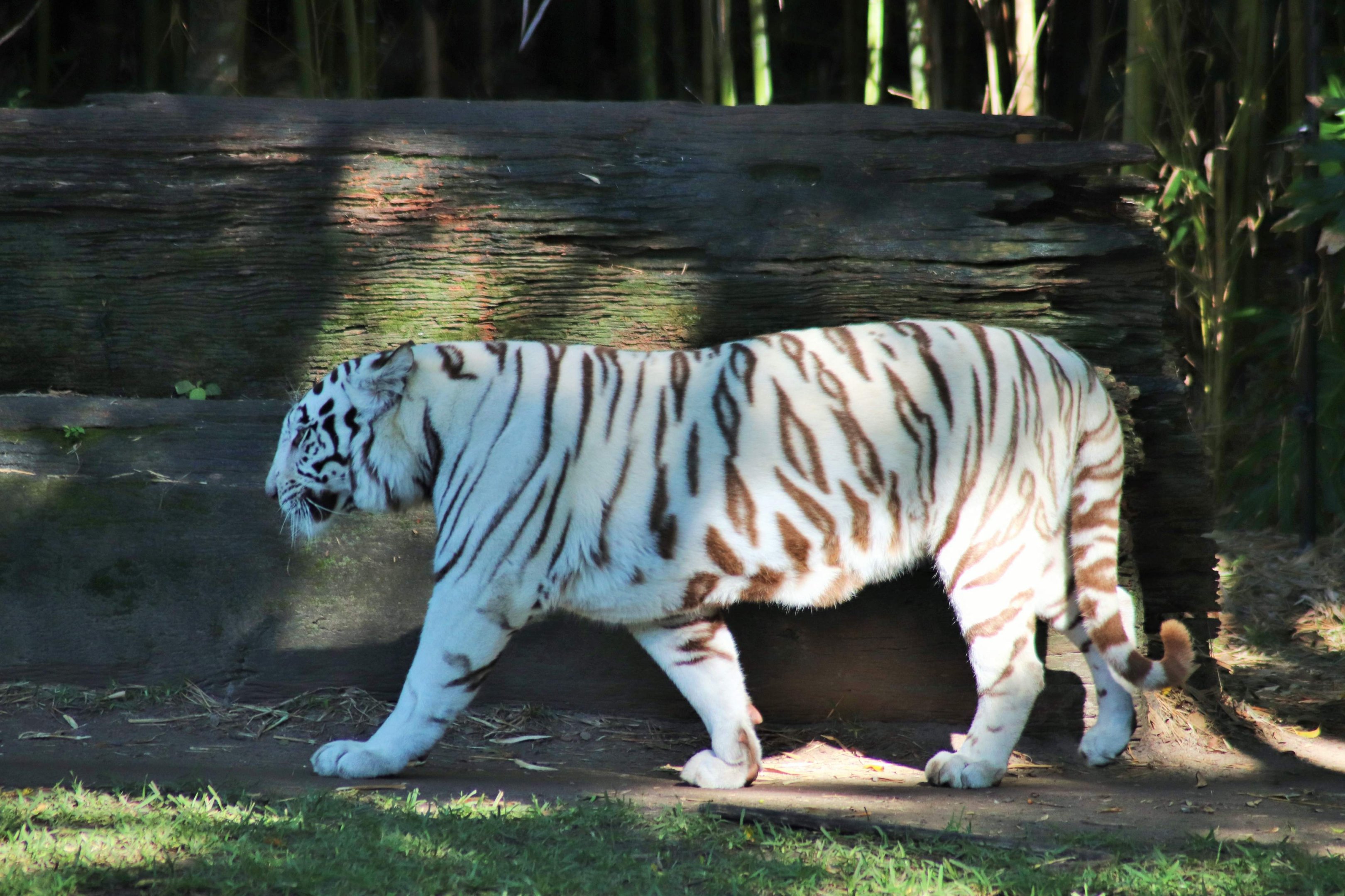 White Tiger (Panthera tigris)