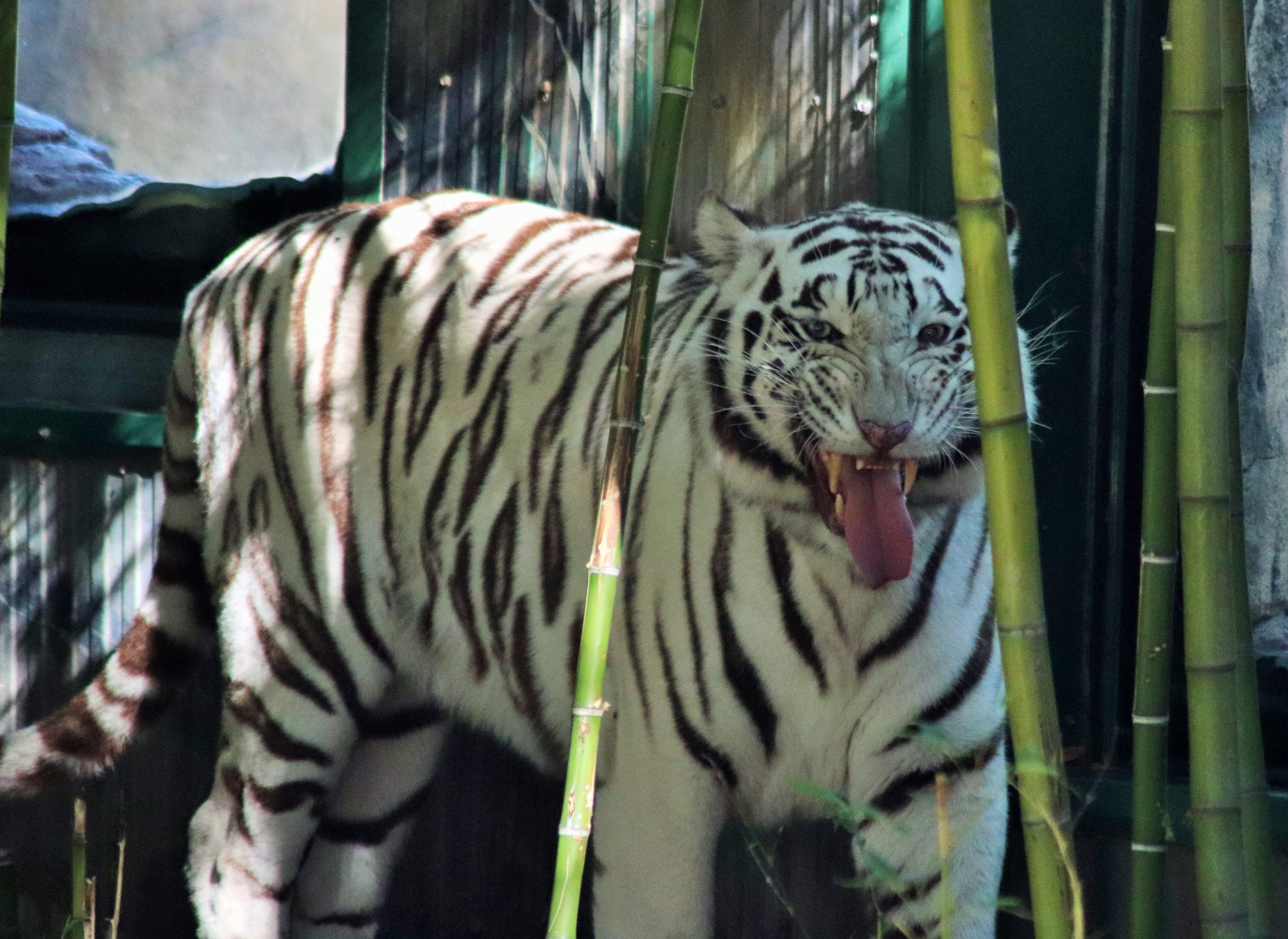 White Tiger (Panthera tigris)