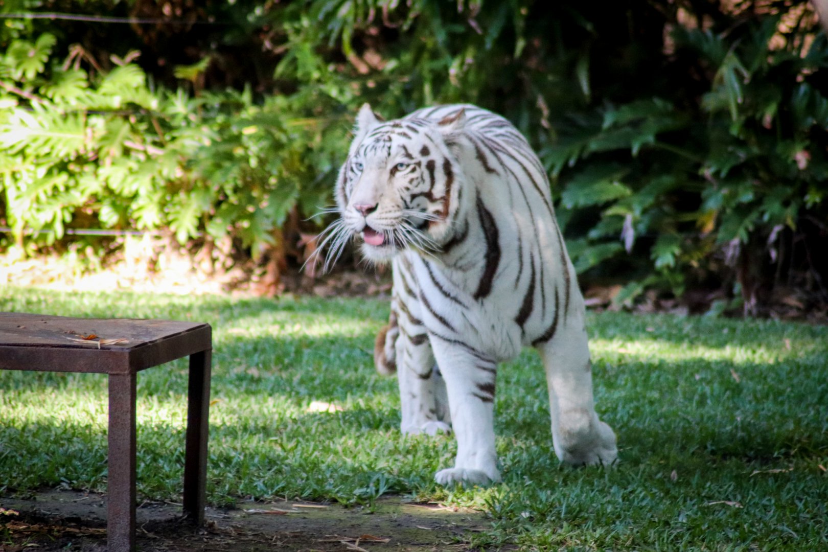 White Tiger (Panthera tigris)