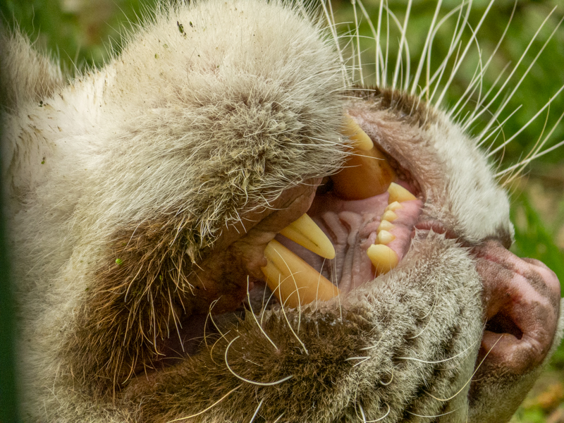 White tiger (Panthera tigris)