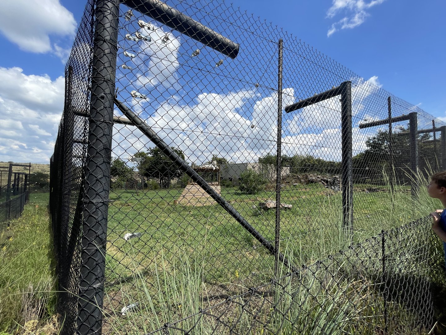 'White' Tiger (Panthera tigris)