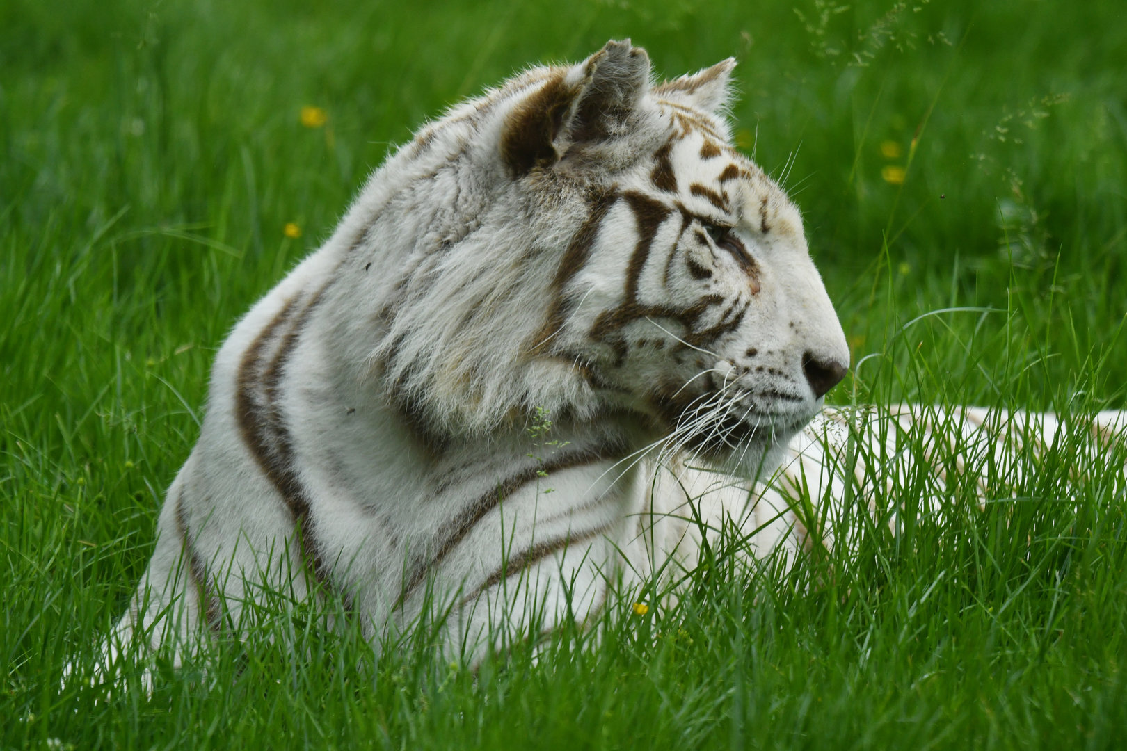 White tiger (Panthera tigris)