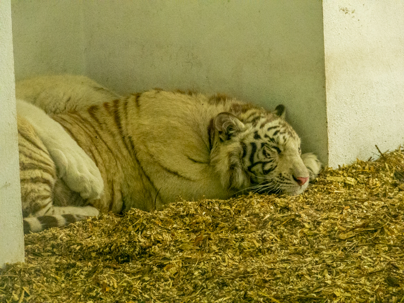White tiger (Panthera tigris)