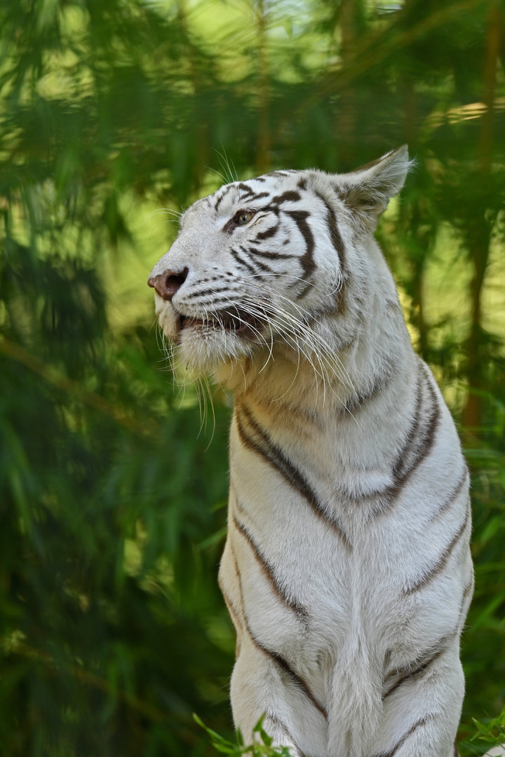White tiger Panthera tigris