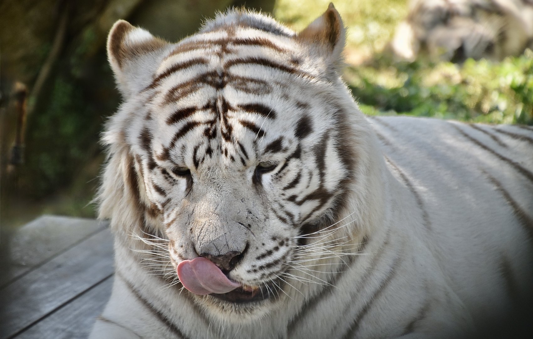 White Tiger (Panthera tigris)