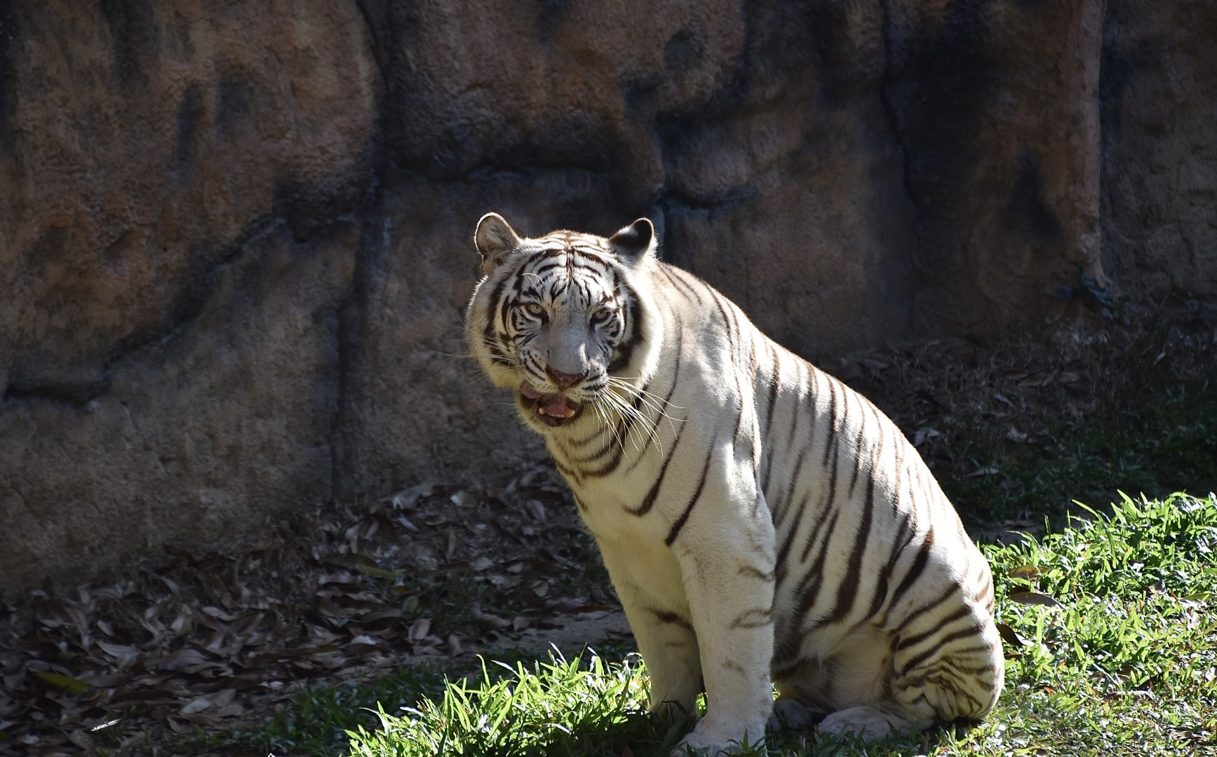 White Tiger (Panthera tigris)