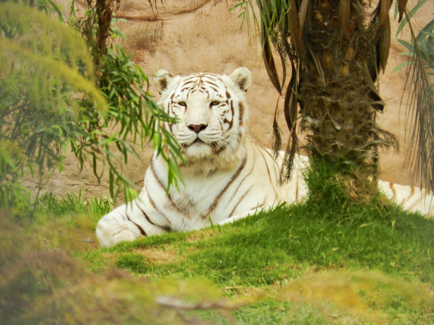 White tiger - Parque de Las Leyendas