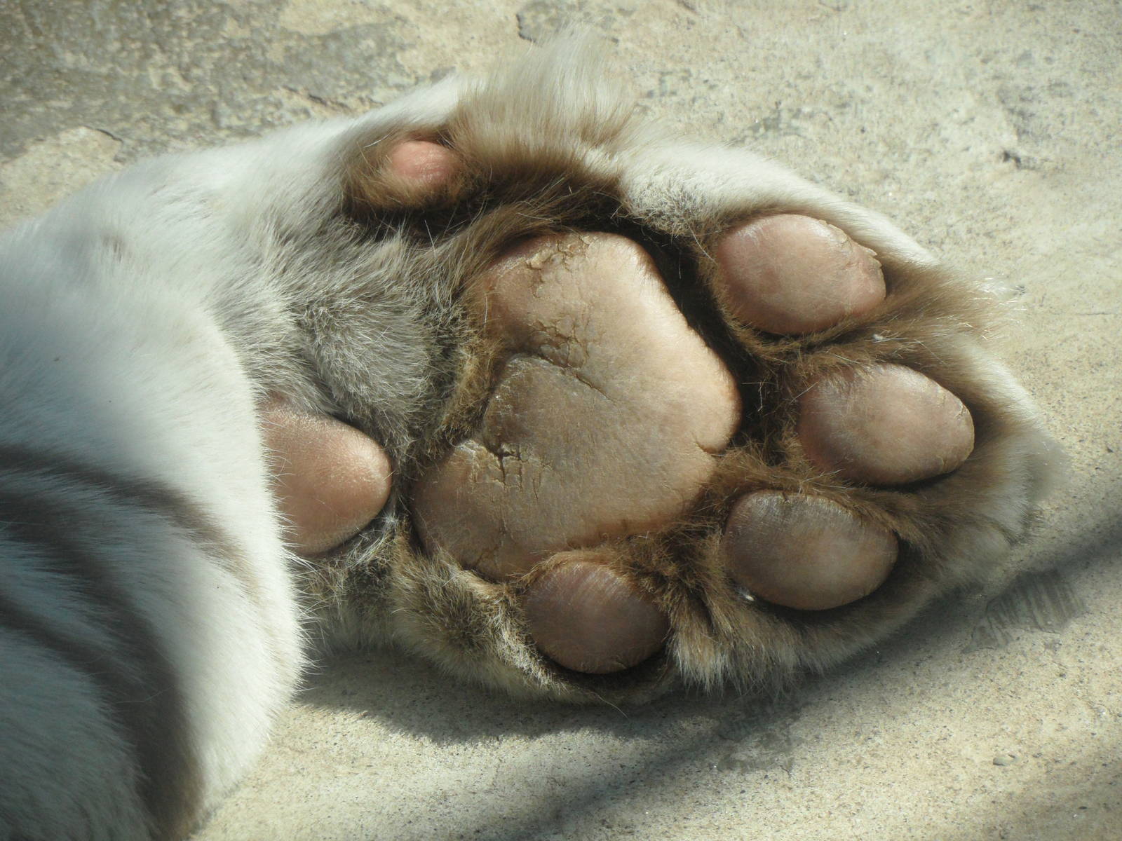 White tiger paw