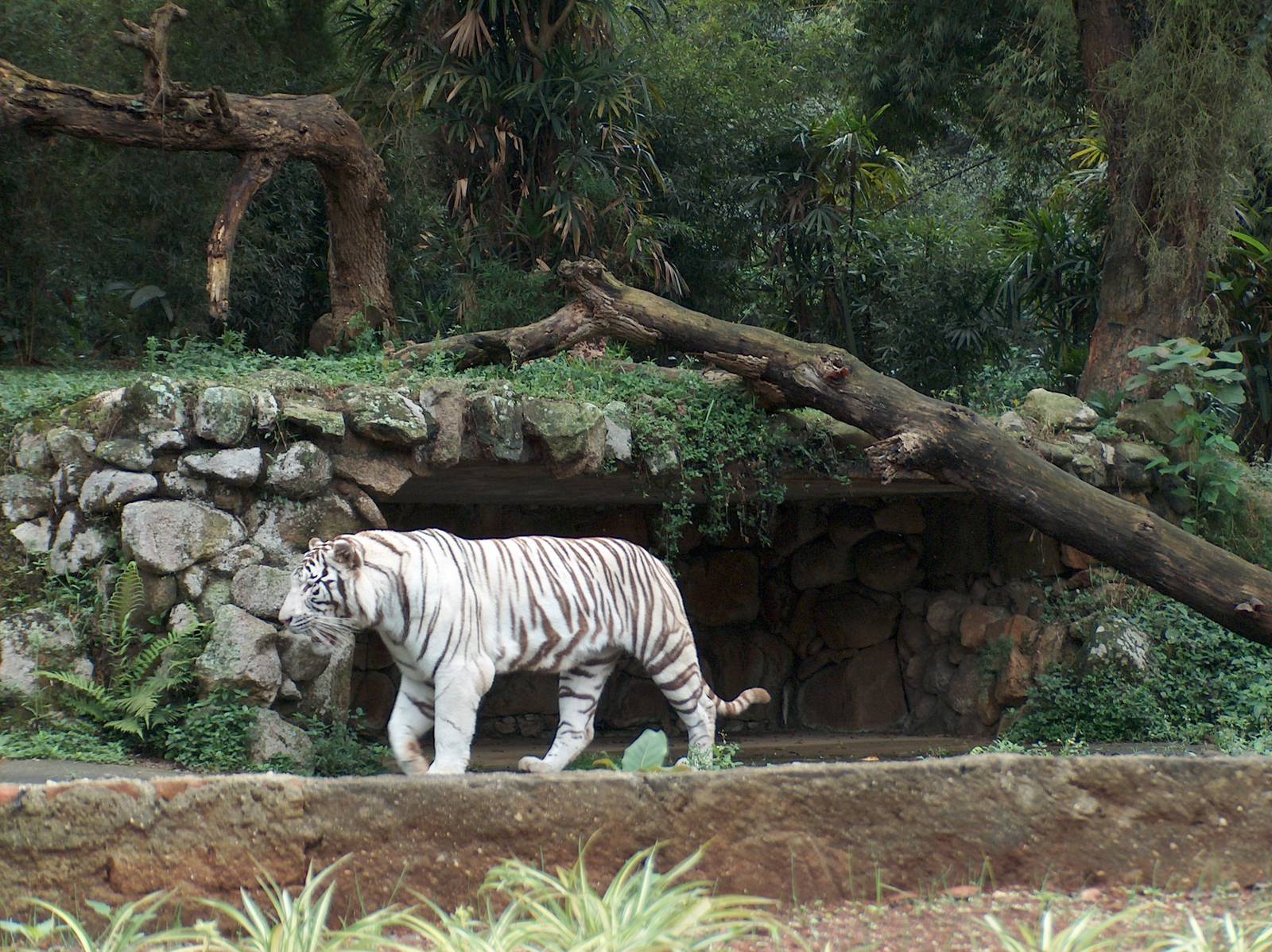 white tiger sao paulo zoo 2009