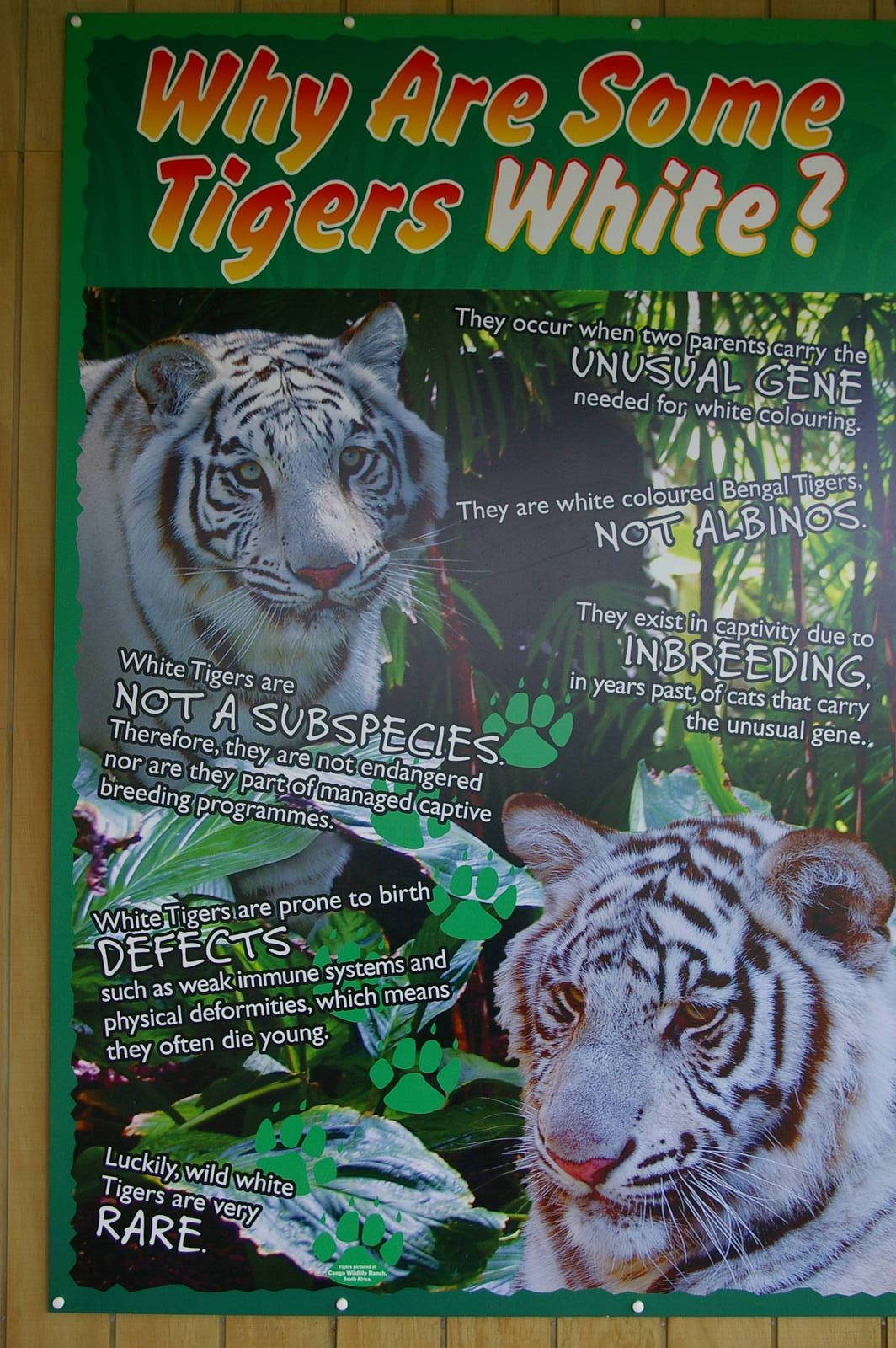 white tiger sign