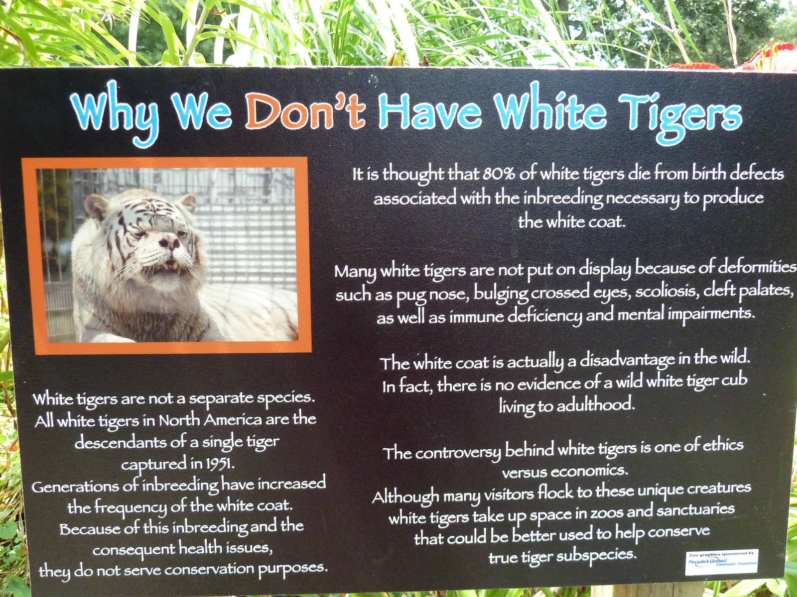 White Tiger Sign