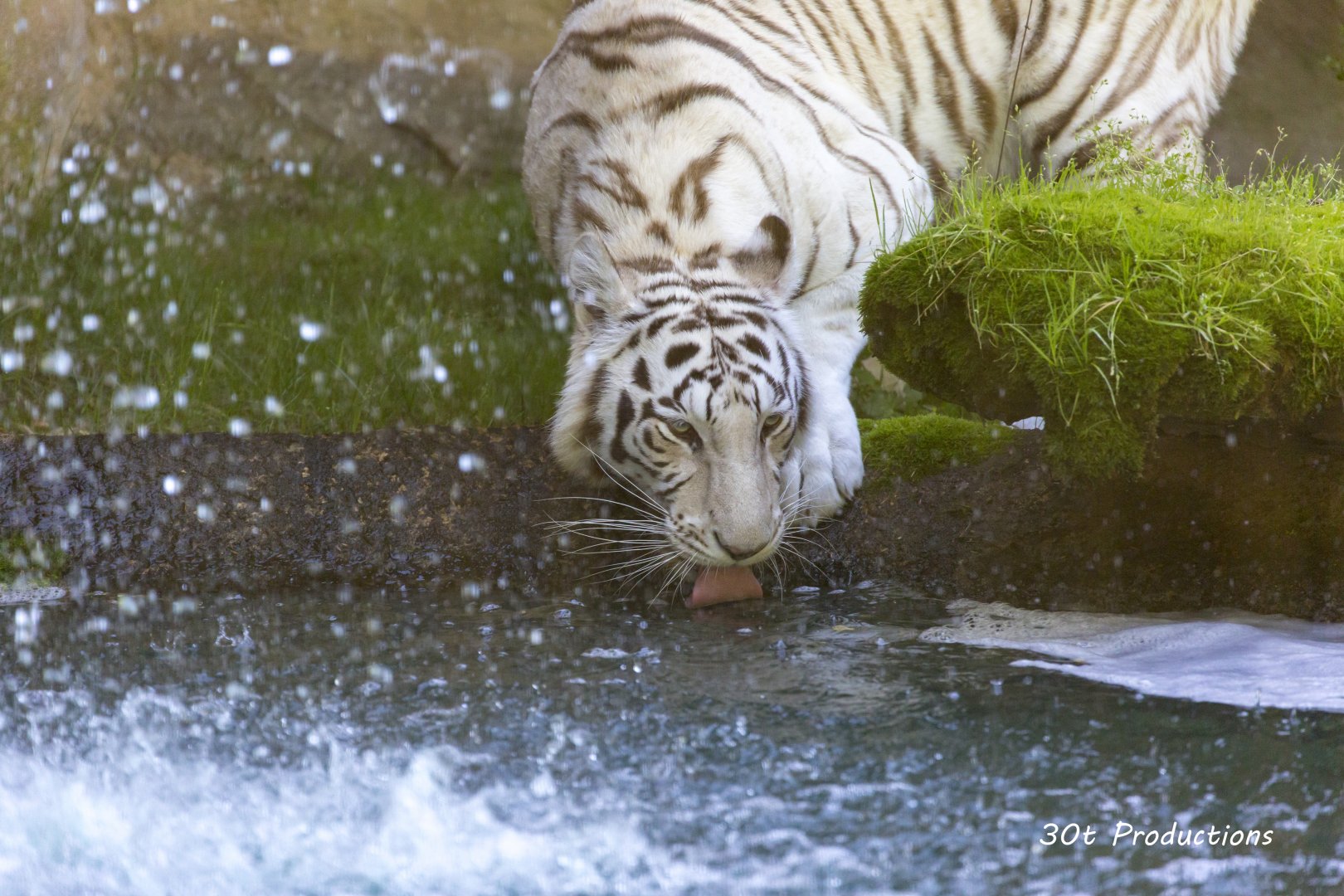 White tiger taking a drink