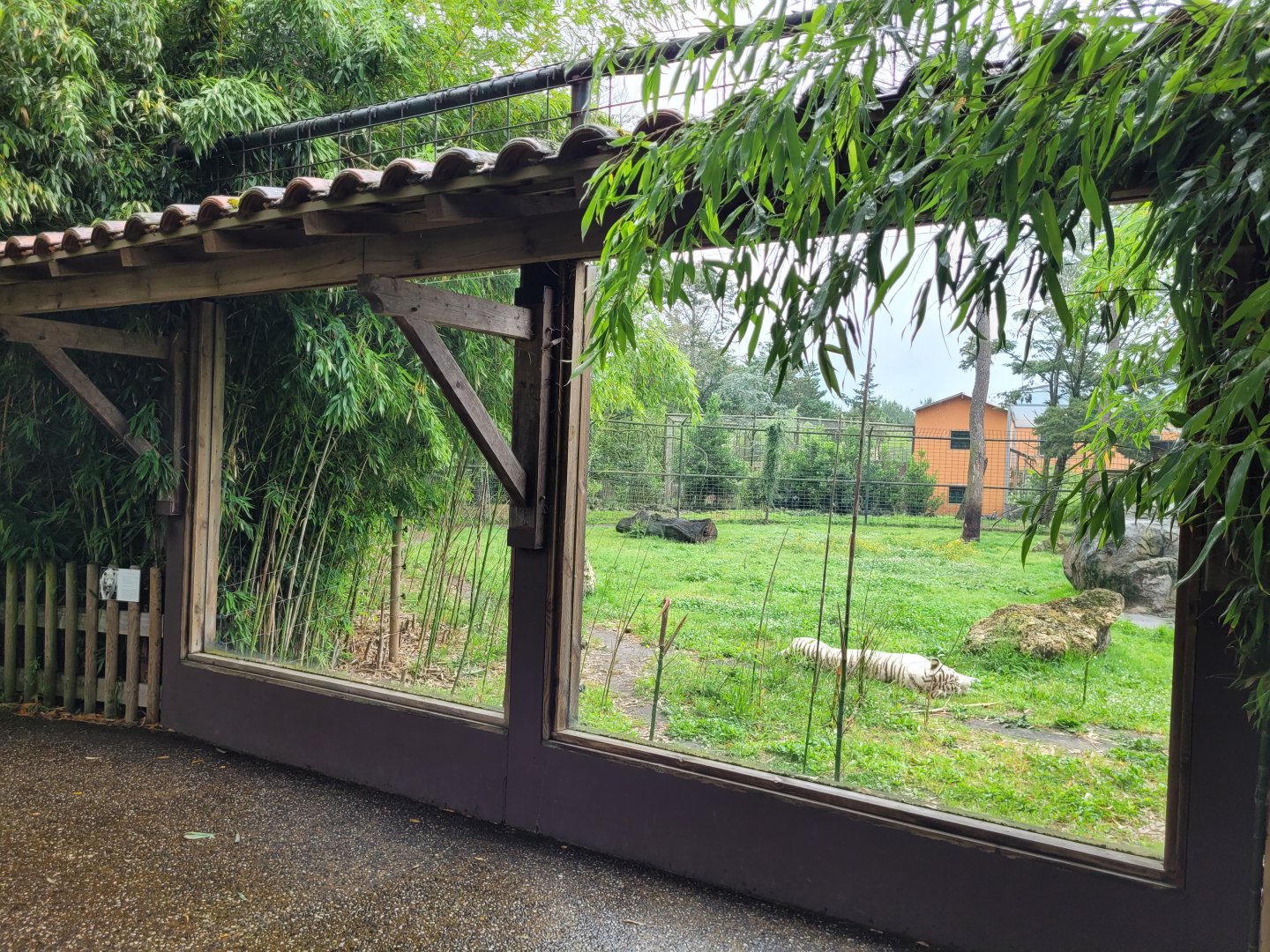 White tiger viewing area -Zoo du bassin d'Arcachon (2024)