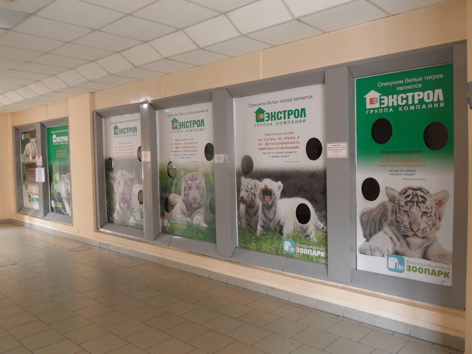 White tiger viewing area