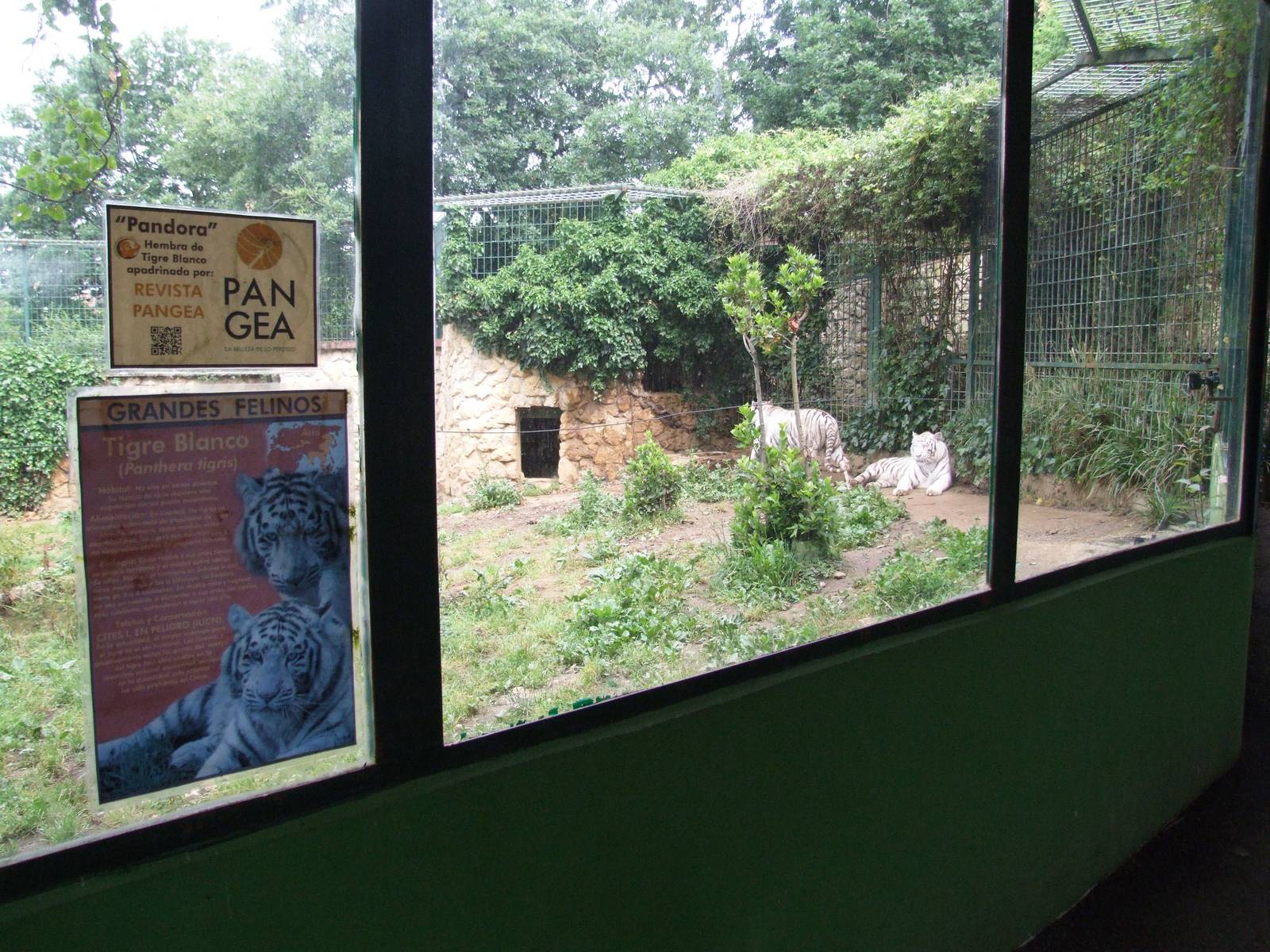 White Tiger Viewing at Santillana del Mar, 13/06/15