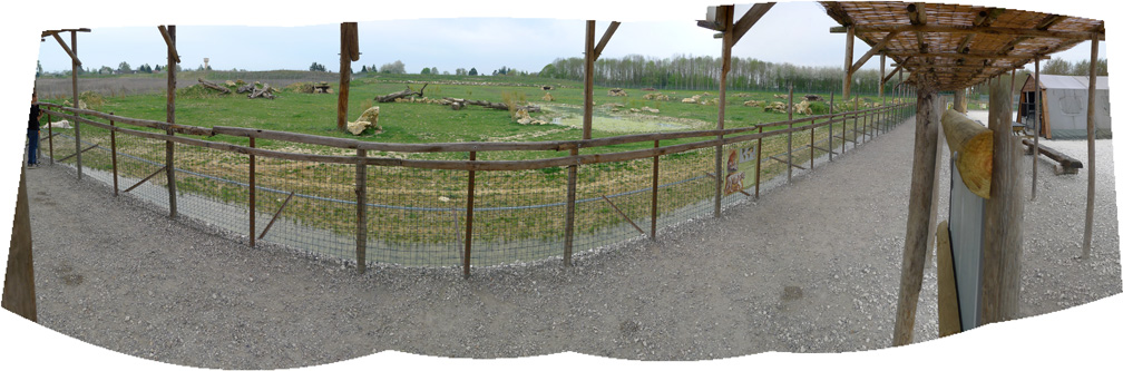 white tiger viewing platform