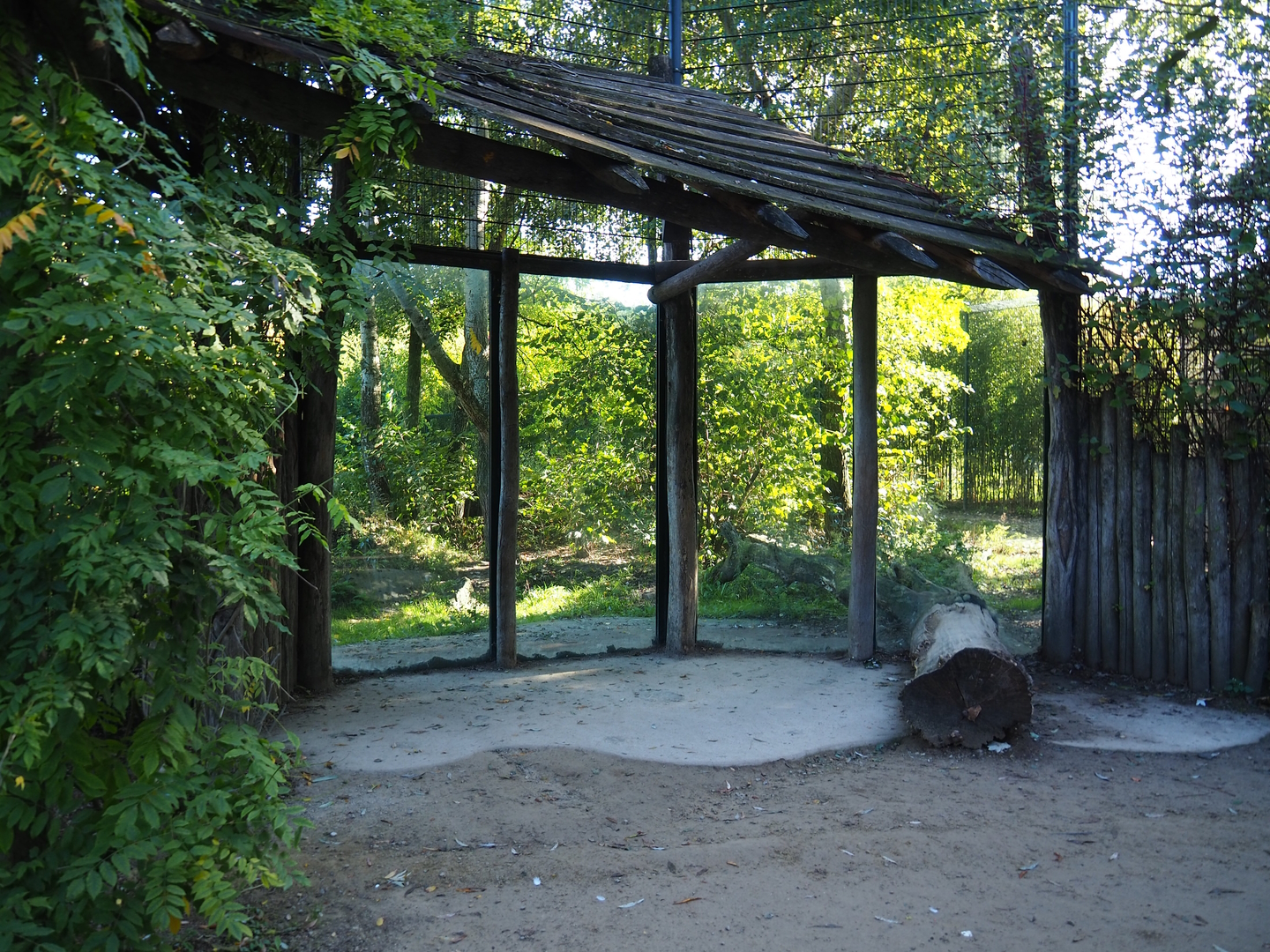White tiger viewing windows, 2022-10-09