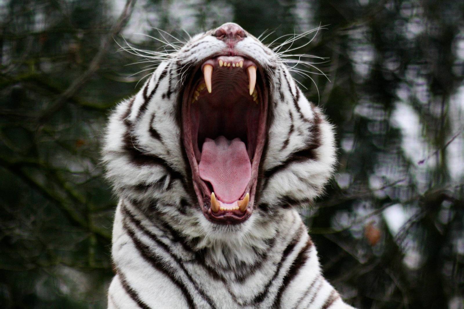 white tiger yawn