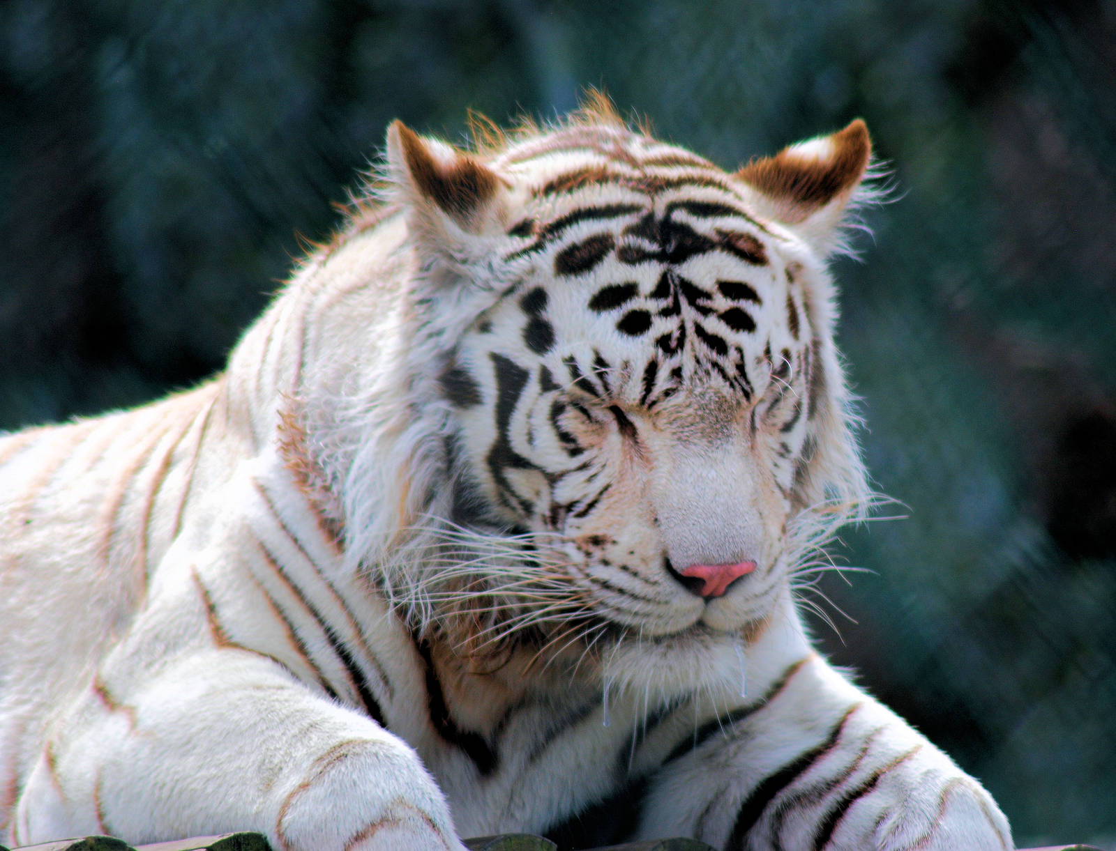 WHITE TIGER