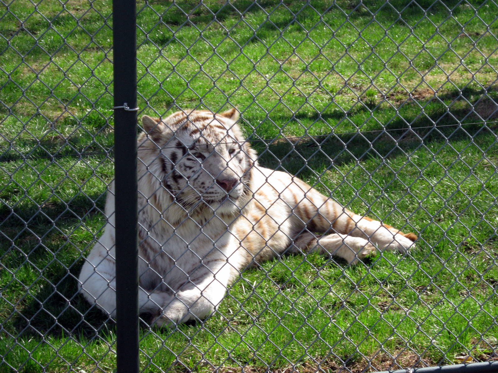 White Tiger