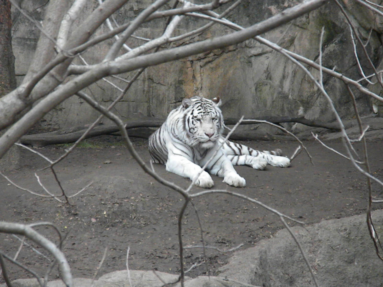 White Tiger