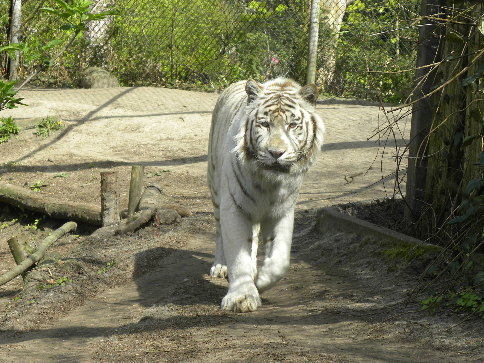 White tiger