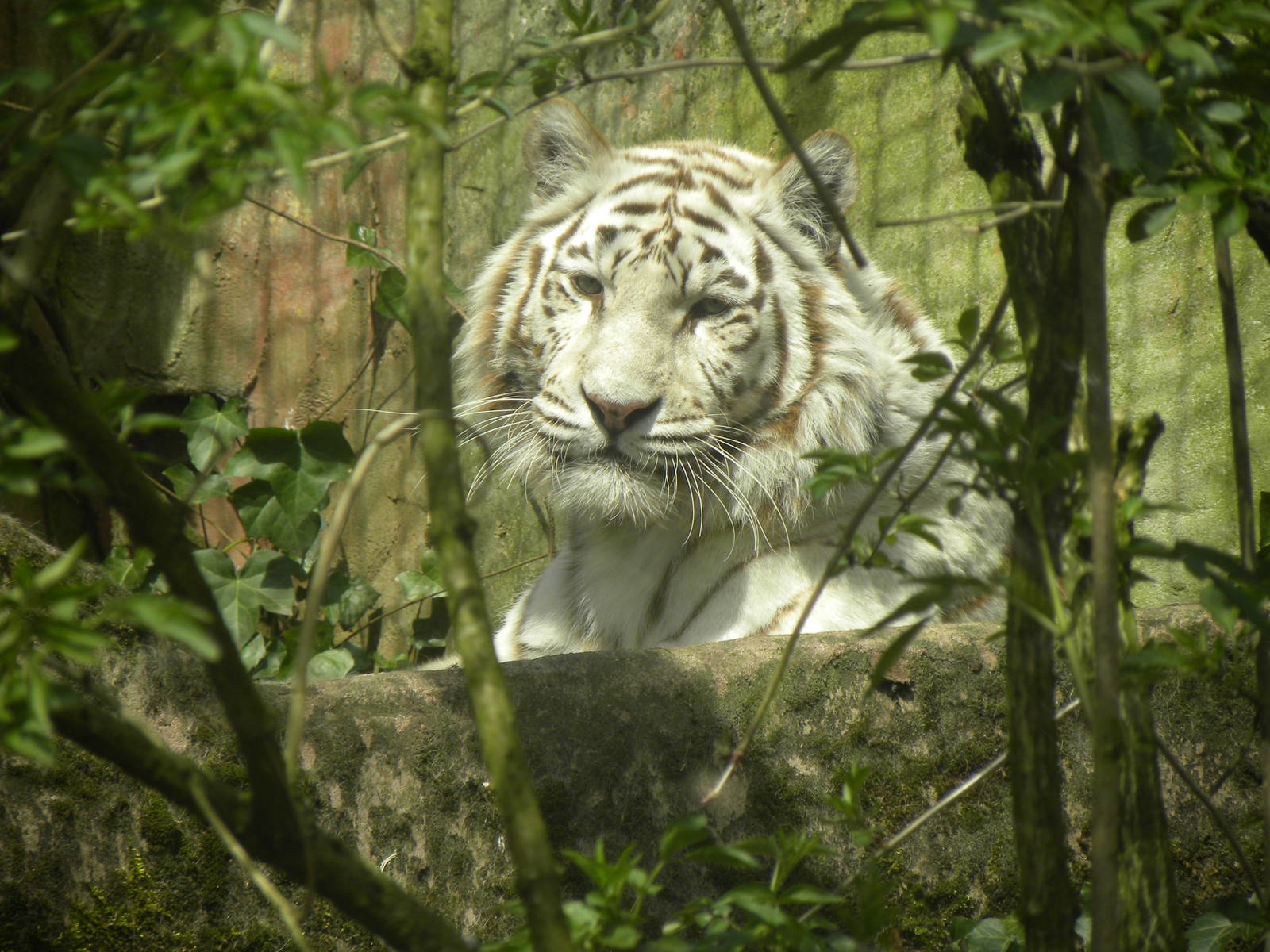 White tiger