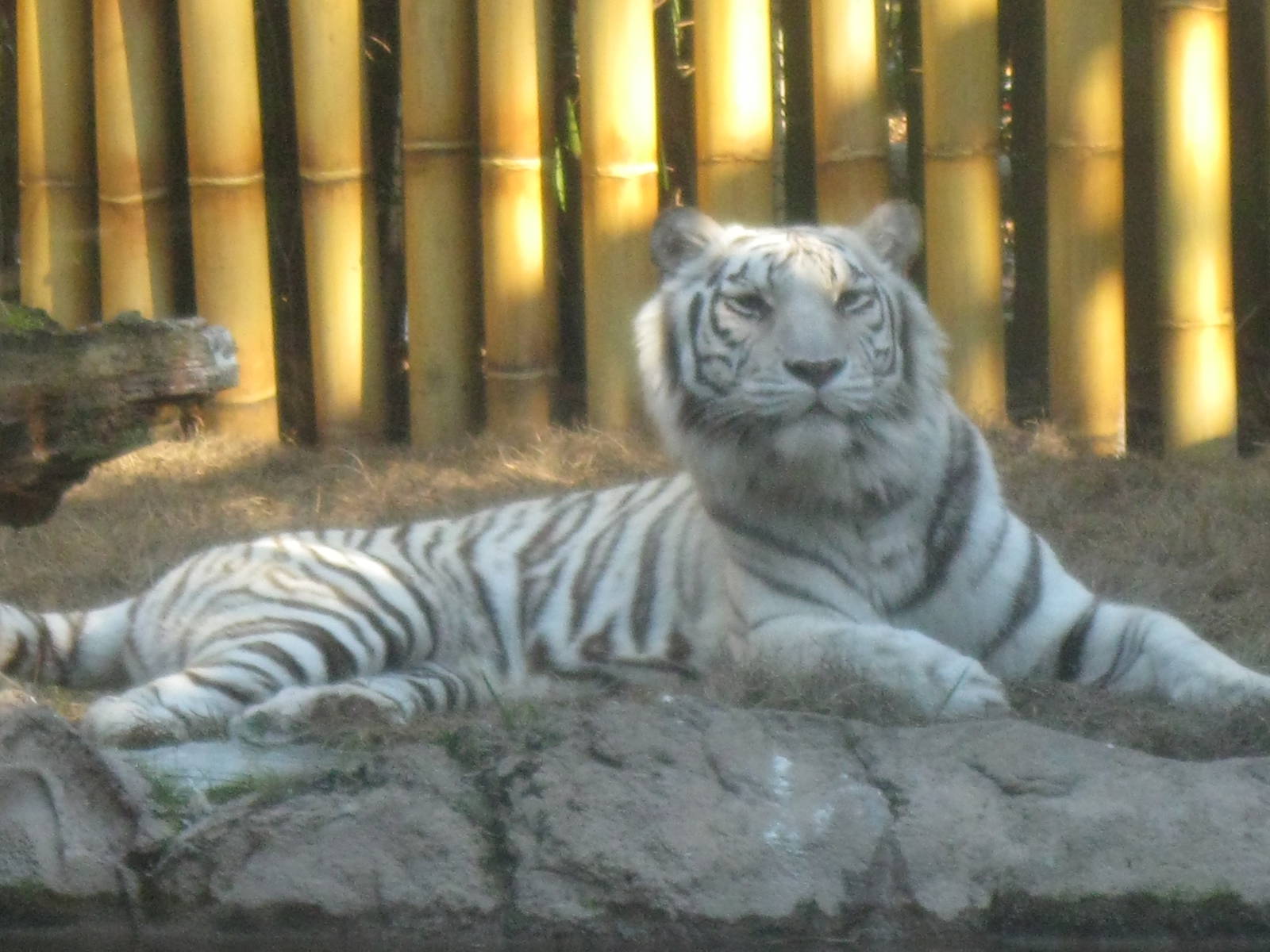 White Tiger