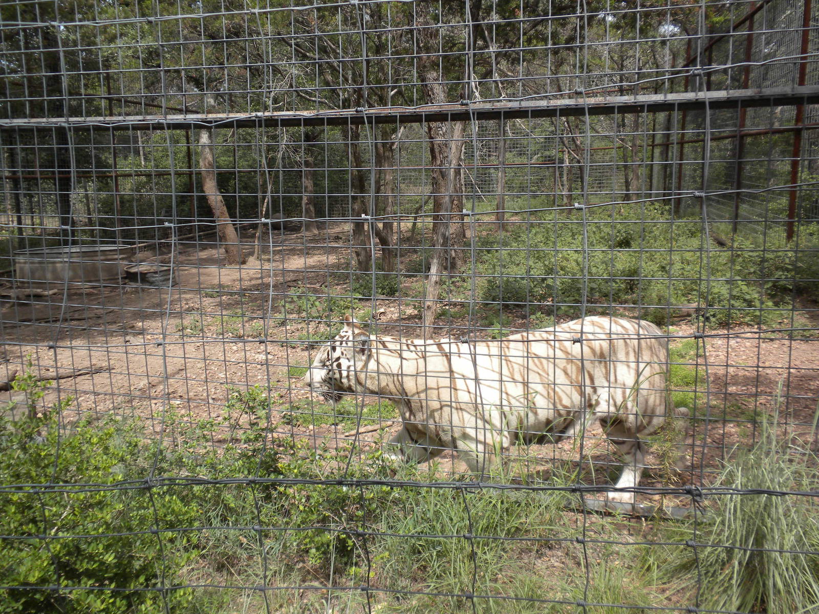 White Tiger