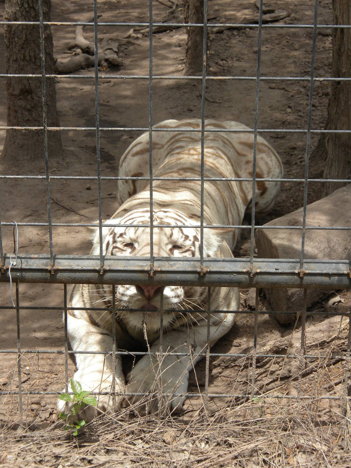 White Tiger