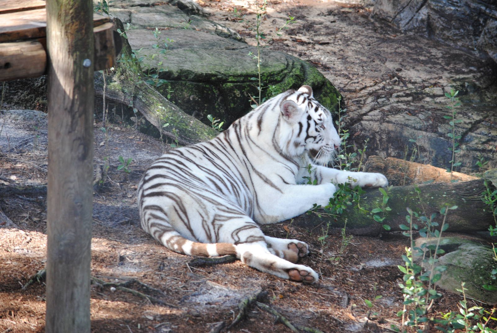 White Tiger